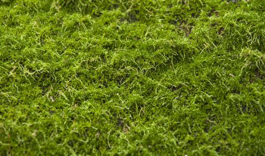 The first land plants, including mosses, emerged during the Ordovician period.