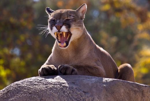 The cougar was one of the creatures that exploited the Great American Interchange and exist today.