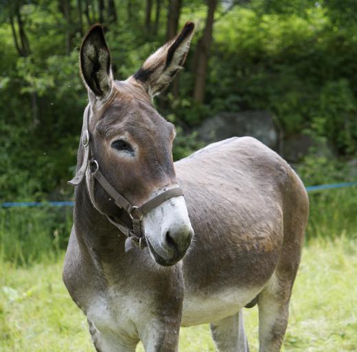 Hybrids like mules often show a variety of interesting gene interactions.