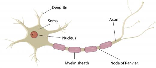 The myelin sheath is a layer of fatty tissue that protects the nerves and makes impulses travel efficiently.