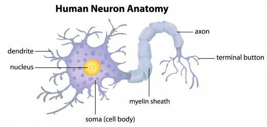 Sphingomyelin is located in the cell membrane of the myelin sheath on neurons.