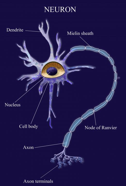 Action potentials usually travel from the cell, beginning specifically at the point of the axon hillock, down the axon to the terminal boutons that form synapses with receiving cells.