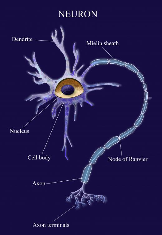 Neurons in the motor cortex send signals down the spinal cord to the muscles to coordinate movements.