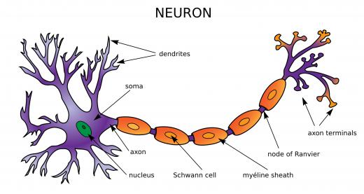 Early neurobiologists studied the properties of single neurons.