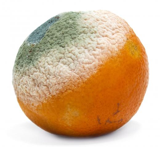 An orange with mold on it.