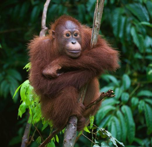 The definition of a primate covers between 190-400 species, including the Orangutan.