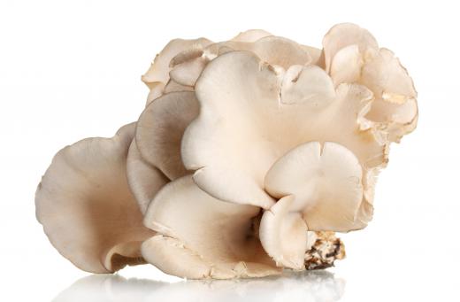 The mycelium of oyster mushrooms can kill nematodes.