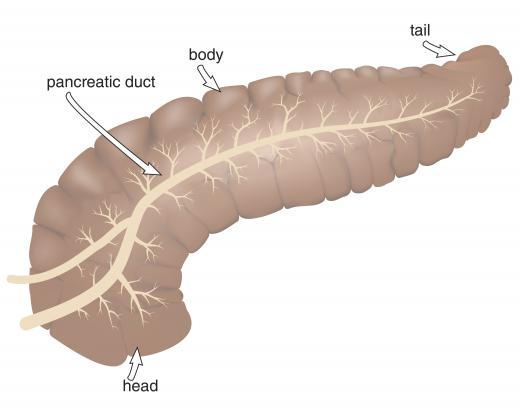 By releasing zymogens instead of the active enzymes chymotrypsin and trypsin, the pancreas avoids self-digestion.