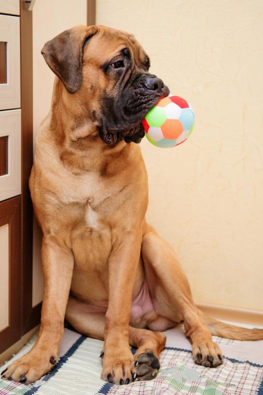 Associating a loud sound with a toy is a conditioned response.