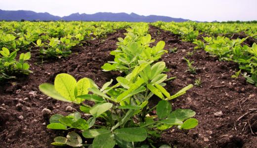 White mold can affect peanut plants.