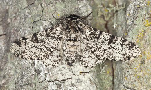 A classic example of microevolution is the peppered moth, which changed its colors to be more capable of blending into its environment.