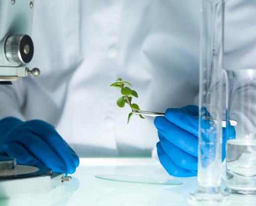 Biotechnology has a long history in the agriculture industry.