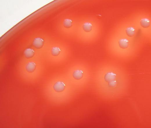 Coccus refers to bacteria that are spherical or slightly oval in shape.