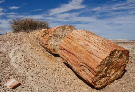 Materials scientists were the first to discover how wood is petrified.