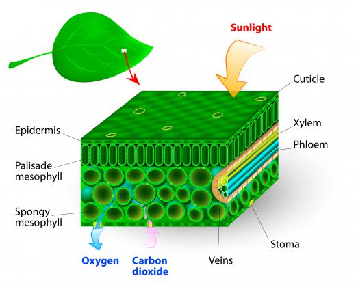 Cyanobacteria get their energy from photosynthesis.