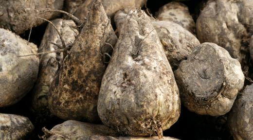 Sugar beets are a source of betaine, which has numerous dietary benefits.