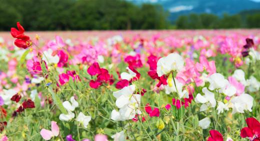 Because of incomplete dominance, the offspring of a red flower and a white flower could produce a pink flower.