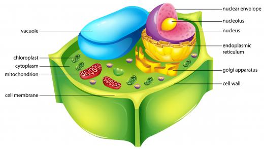 Plant cell cross-section, showing the membrane.