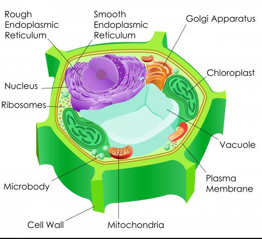 A plant cell diagram showing a chloroplast.