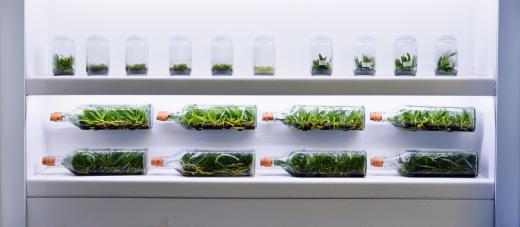 A scientist wants to make the subjects they are using in an experiment as similar as possible, so a horticultural researcher will control for plant breed, lighting, and nutrition in a study.