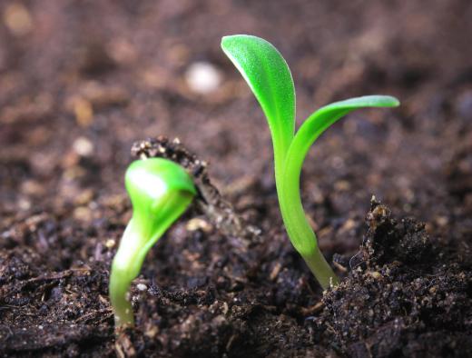 Plant tissue culture can be used in forestry to grow new trees.