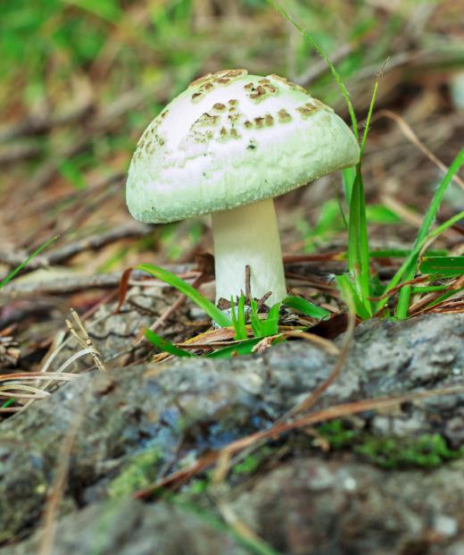 Mushroom farmers sometimes struggle with “green mold” infestations caused by Trichoderma, as the mold will happily colonize the fruiting bodies of many mushrooms.