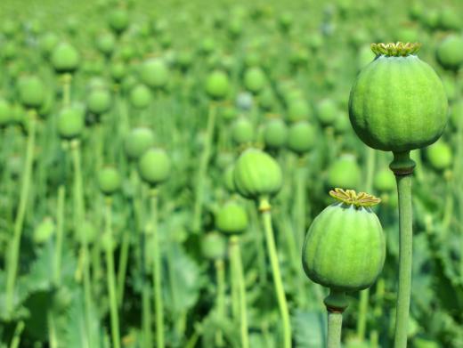 Opium derivatives mimic the action of endorphins.