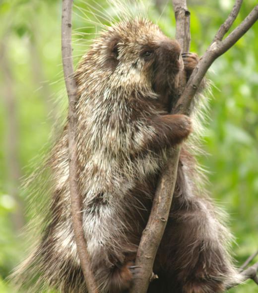 Porcupines were once unique to South America.