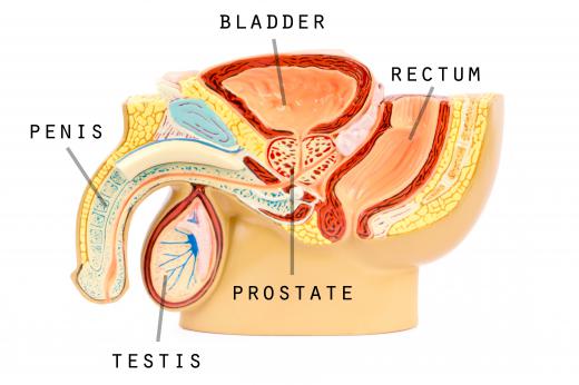 With the exception of the germ cells in the testes, all of the cells in the human body are diploid in nature.