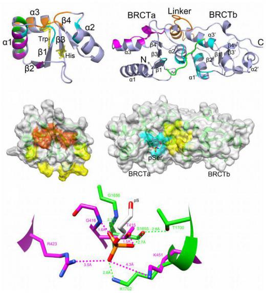 Protein binding variations, including eukaryotic tail-anchored protein binding structures.