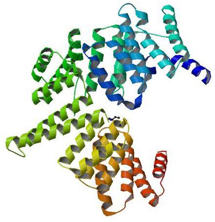 Multifunctional DNA- and protein-binding structures.