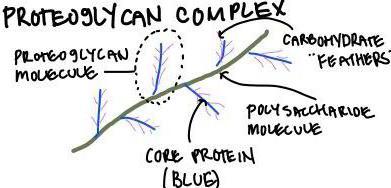 Proteoglycans are proteins with chains of polysaccharides attached to them.