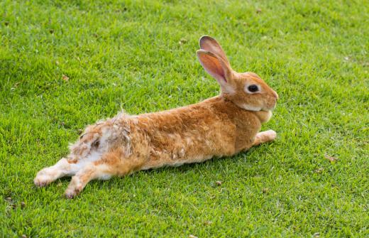 Studying simpler organisms, such as a rabbits, can provide valuable information about the human genome.