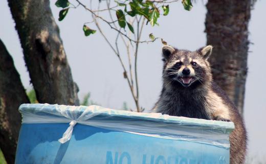 Raccoons are common in anthropogenic biomes.