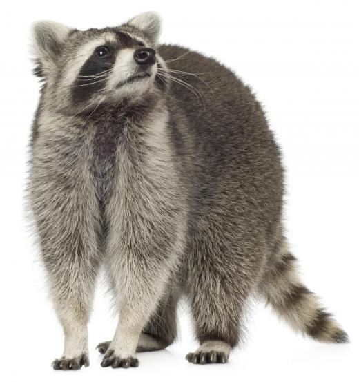 A raccoon, a member of the carnivora order.