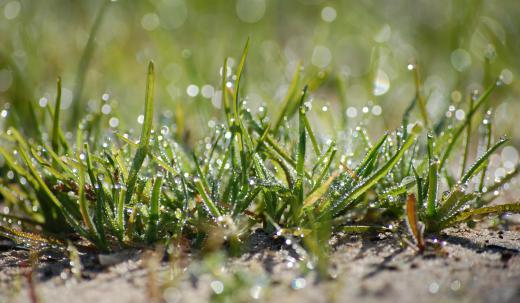 White mold may spread into adjacent crops through soil and rainwater.