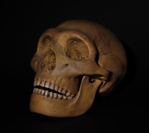 Homo erectus, a prehistoric hominid, is classified in the same genus, Homo, as modern Homo sapiens, however they are considered to be a different species.