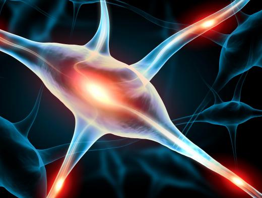 The cell body of a neuron is known as the soma.