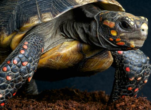 Tortoises may live for well over 100 years.