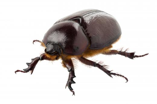 The rhinoceros beetle is known for its strength.