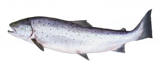 A fisheries biologist studies fish, such as salmon, in their habitat.