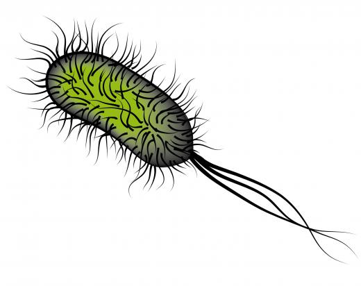 Salmonella, a type of bacteria.