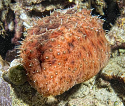 Sea cucumbers are a type of echinoderm.