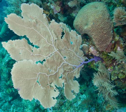 Sea fans are a type of cnidarian, which are diploblastic.