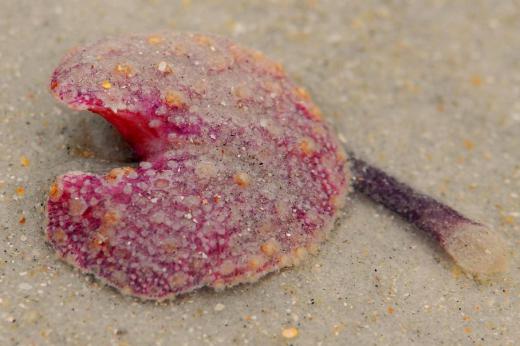 Sea pansies are a freshwater type of cnidarians.