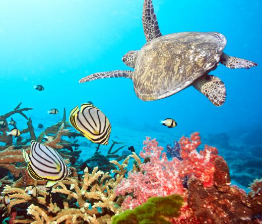 Sea animals swimming near a coral reef, in the epipelagic region.