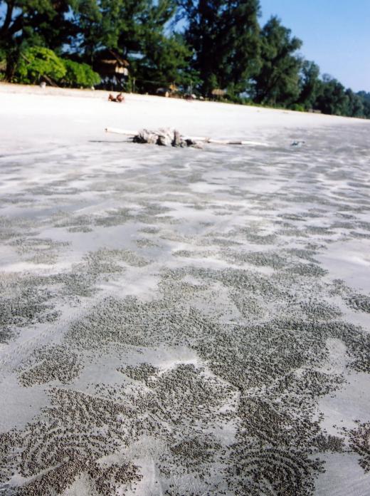 Acorn worms are aquatic invertebrates that live in burrows on shorelines or in shallow waters.