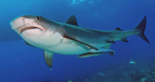 About 20% of the shark family went extinct during the Cretaceous-Tertiary extinction event.