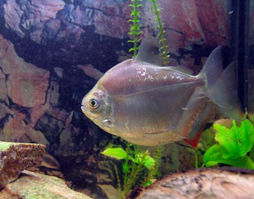 Dramatic changes in the pH balance of aquariums can cause harm to fish.