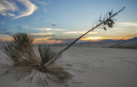 One category of a vegetation map is the flora of a desert.